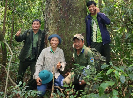 Loài cây quý có nguy cơ tuyệt chủng được phát hiện ở núi rừng Gia Lai