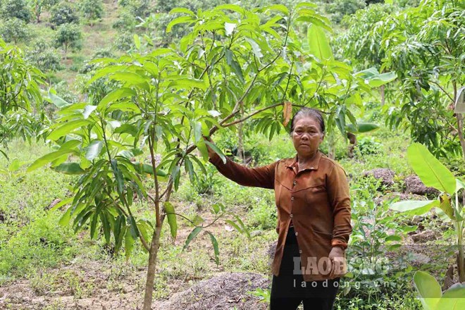 Lối mòn bị xóa, hàng chục hecta keo, xoài ở Khánh Hòa mắc kẹt trong khu sản xuất