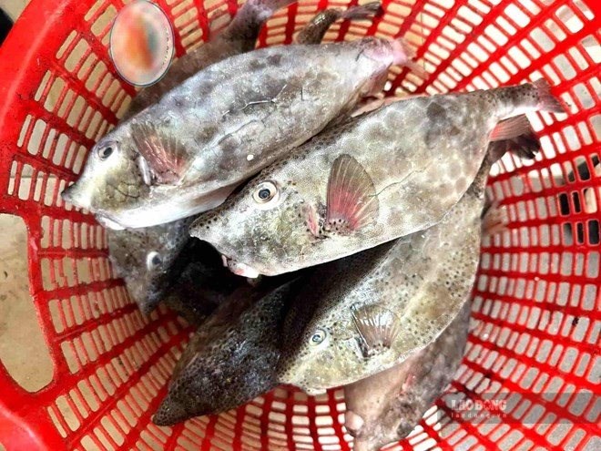 Chủ bè nổi bán cá bò hòm 2,9 triệu đồng/kg bị phạt hơn 20 triệu đồng