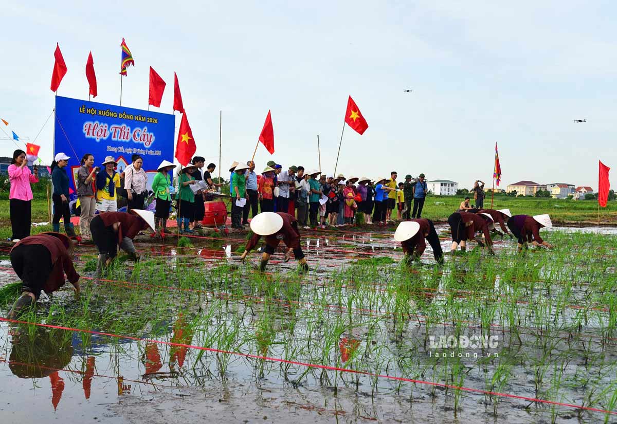Điểm nhấn của Lễ hội Xuống đồng là hội thi cấy thể hiện khí thế lao động sản xuất của cư dân đảo Hà Nam. Ảnh: Đoàn Hưng
