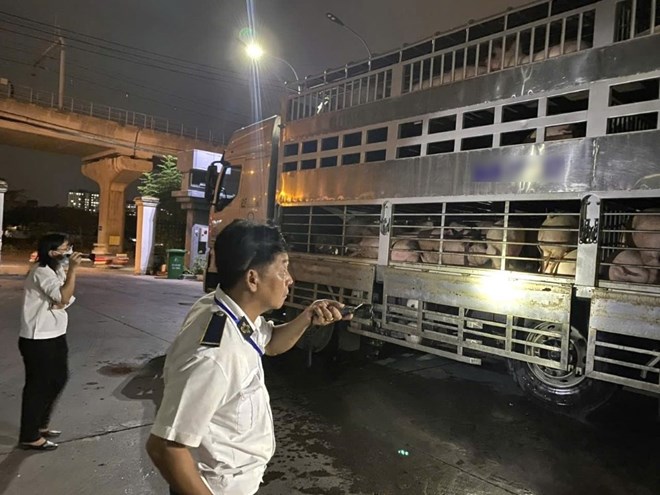 TPHCM: 35 tấn heo dương tính chất cấm, có 80 con còn nhiễm dịch tả