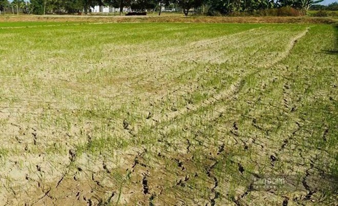Hàng nghìn hécta cây trồng đối mặt nguy cơ hạn hán