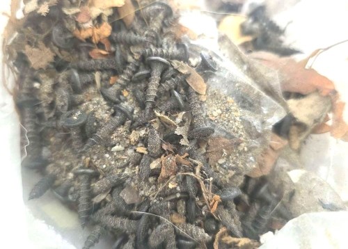 Bắt giữ đối tượng rải đinh vít sắc nhọn trên đường ở TPHCM