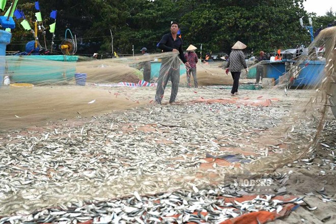 Ngư dân vùng biển phía Đông TPHCM trúng mùa cá trích