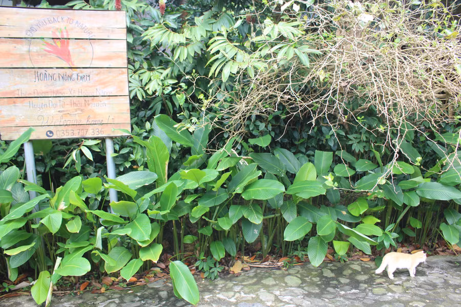 Không gian trải nghiệm tại Hoàng Nông Farm. img-1022.jpg