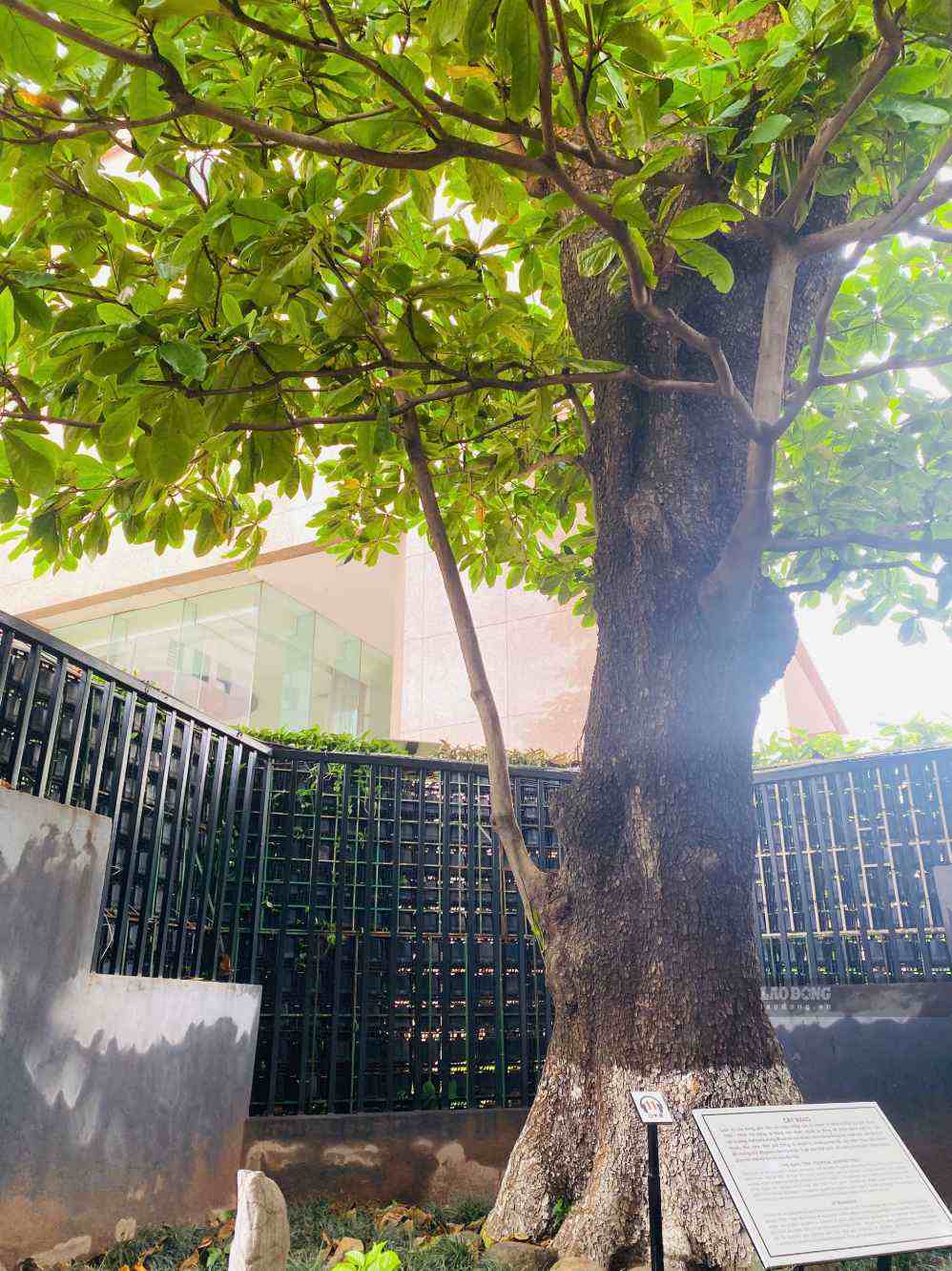 Cây bàng đặc biệt tại Di tích Nhà tù Hỏa Lò