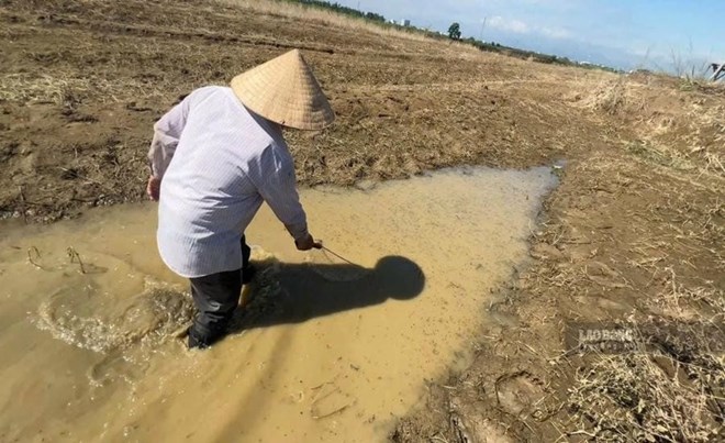 Cá chết hàng loạt sau khi đập dâng sông Trà Khúc xả nước