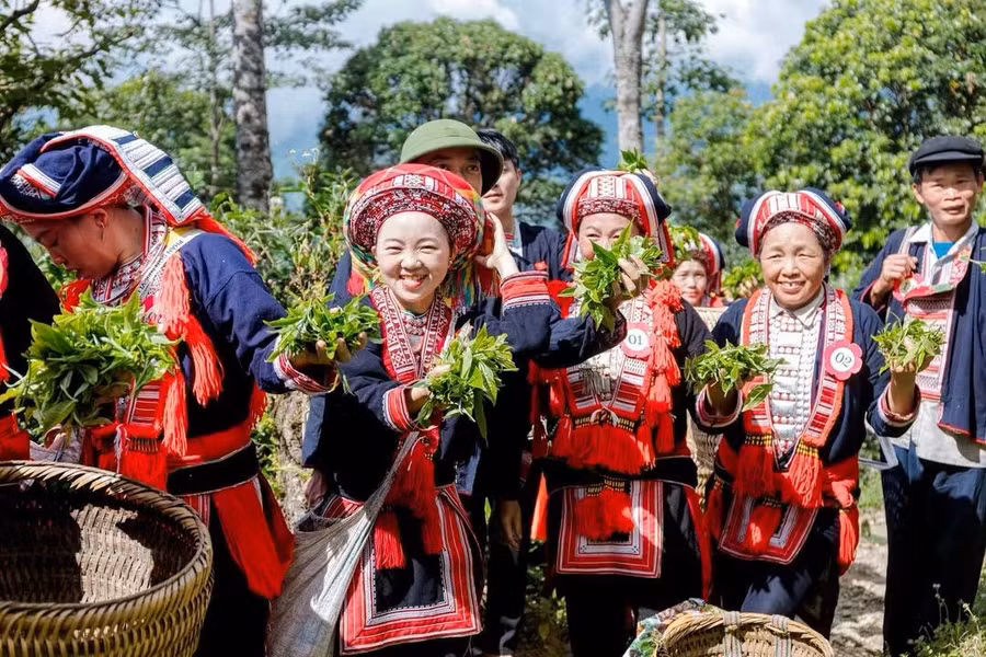 Người dân địa phương phát triển kinh tế nhờ cây chè. 1000054808.jpg