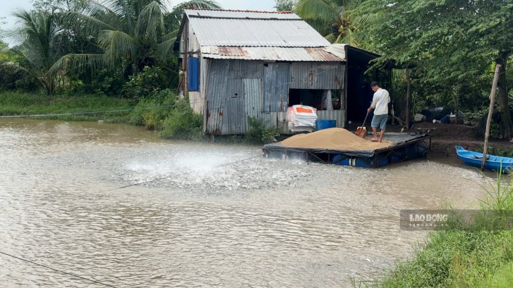 Người dân phải gia cố bờ bao, bảo vệ 2 ao cá tra dự kiến thu khoảng 5 tỉ đồng. Ảnh chụp ngày 25.9.2026 tại xã Cái Nhum. Ảnh: Hoàng Lộc