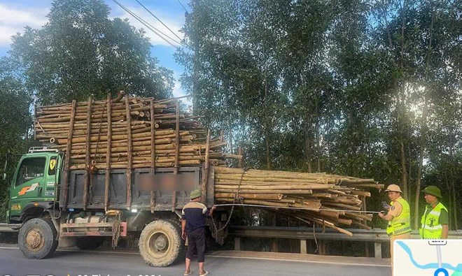 Xử lý xe chở keo tràm vượt chiều dài thùng xe