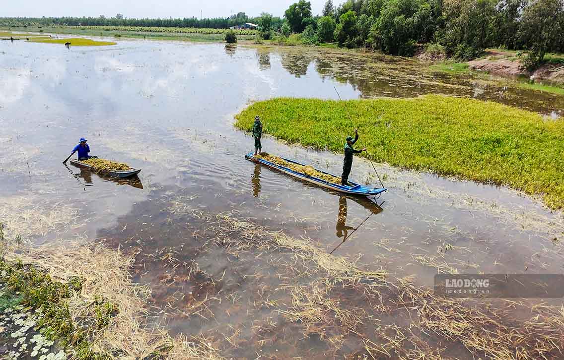 Lúa sắp thu hoạch gặp lũ, hàng trăm hecta ở vùng Đồng Tháp Mười tỉnh Tây Ninh đứng trước nguy cơ mất trắng. Ảnh: Huỳnh Du ngày 7.10
