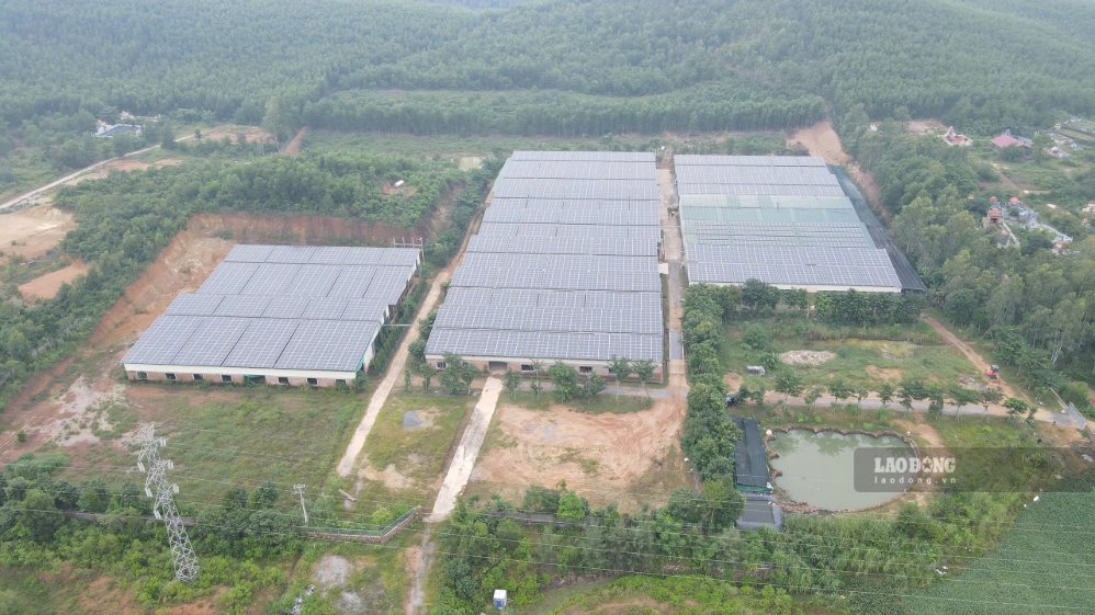Dưới hệ thống điện mặt trời là trang trại nuôi gà gây ô nhiễm khu dân cư . Ảnh: Thanh Trung