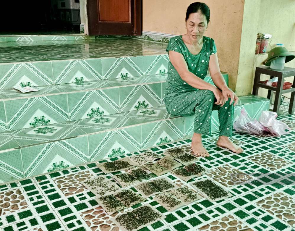 Hàng ngày, người dân tại thôn Quảng Trường, xã Tân Gianh phải sử dụng hàng chục tấm keo diệt ruồi để xử lý ruồi. Ảnh: Thanh Trung