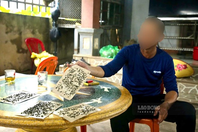 Nhiều hộ dân khổ sở vì ruồi xuất hiện dày đặc gần trại gà