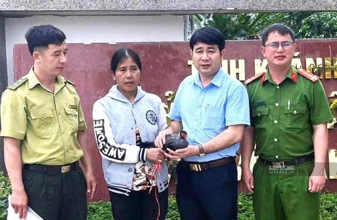 Gà lôi tía quý hiếm được tái thả về rừng đặc dụng