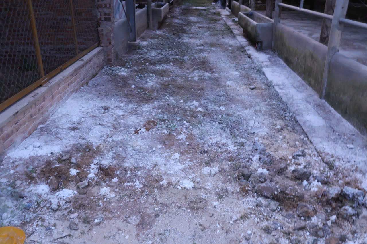 Bên ngoài trang trại đã được khử khuẩn, tiêu độc tuy nhiên mùi hôi từ khu vực chuồng trại chăn nuôi gà vẫn ảnh hưởng đến người dân. Ảnh: UBND xã Tân Gianh