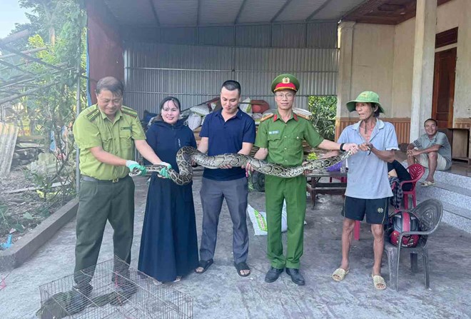 Người dân giao nộp cá thể trăn đất nặng 13kg