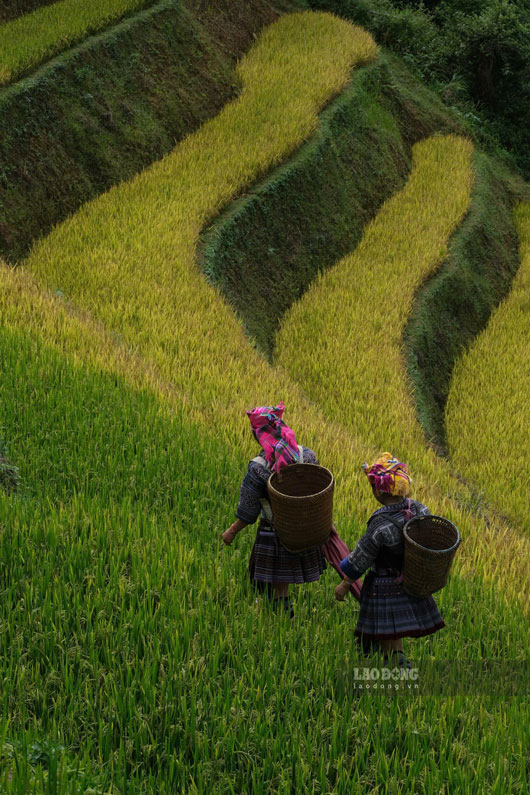 Ruộng bậc thang gắn liền với đời sống đồng bào dân tộc H'Mông.