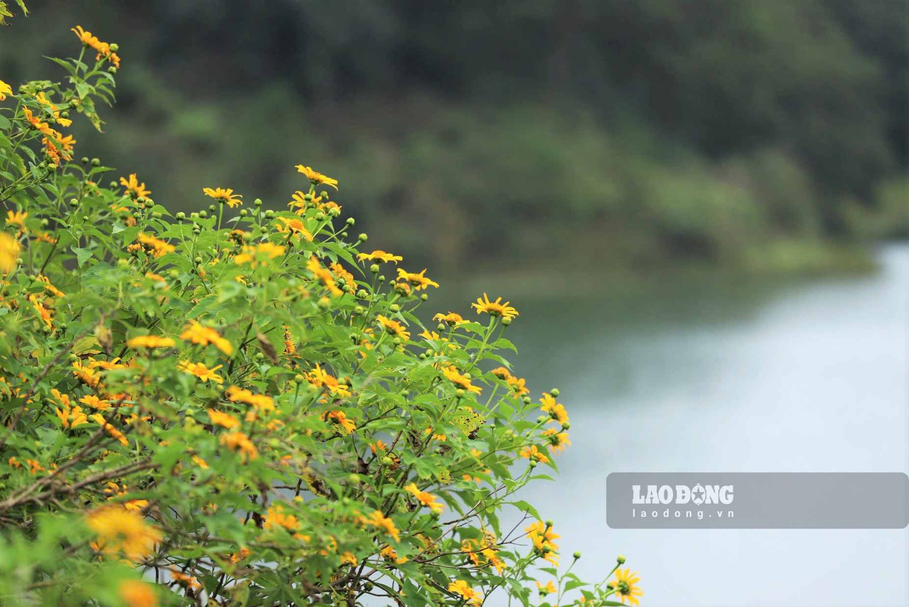 Hoa dã quỳ bung nở vàng rực bên hồ nước, soi bóng xuống mặt hồ trong xanh, tạo nên khung cảnh thơ mộng, yên bình giữa cao nguyên Đà Lạt. Ảnh: Phúc Khánh